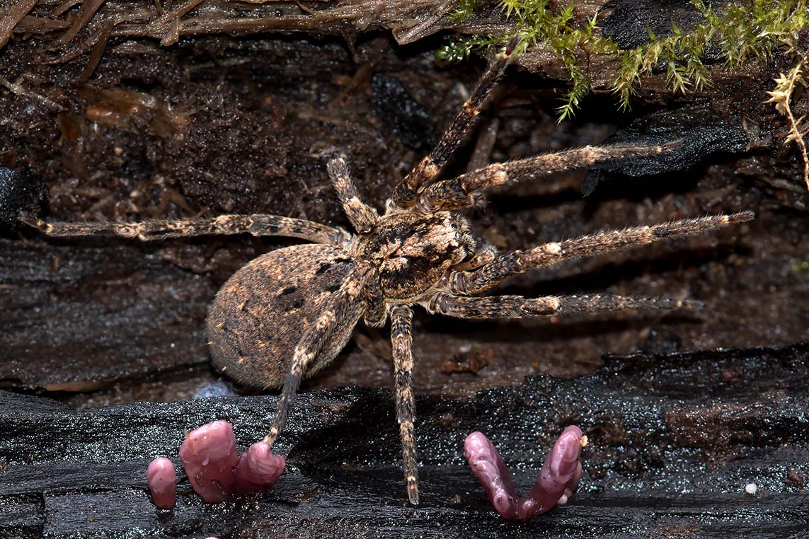 Quale specie?  Zoropsis spinimana - prov. GR